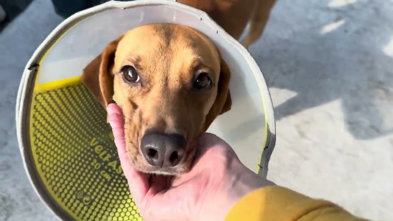 Enlarge Casanova, a ADOPTABLE mixed breed in San Antonio, TX video 6/6