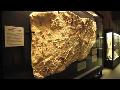 UW-Madison Geology Museum