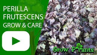 Perilla frutescens – grow & care (beautiful leaves)