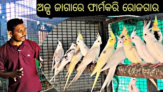 Download lagu Bird Farm Tour In Odisha | Cockatiel, Budgies & Love Birds mp3