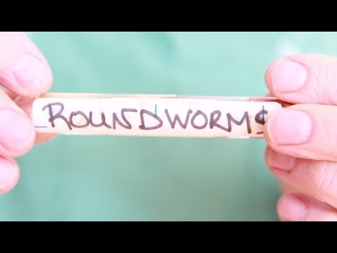 Pinwormok és petéik, A helminták és a pinwormok petéi azonosak