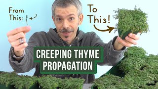 Growing Creeping Thyme: How to Propagate from Cuttings (Simple &amp; Easy)