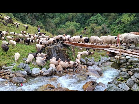 This is Sheep Shepherd Life | Sheep Herd Crossing the Raw Bridge | Real Nepali Life |