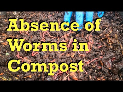 A feeding & a few more worms for the outdoor vermicomposting bin - worm farm