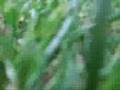 Les pieds dans l'herbe ( The Do : when was i ...