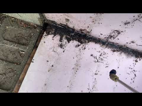 Earwigs Starting to Invade the Crawl Space in Keansburg, NJ