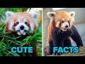 World's CUTEST Animals: The Red Panda | FACTS