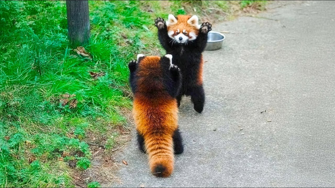 The Red Panda Is Adorable… But Way Cooler Than You Think! | Facts 2025