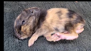 Saving a Newborn Guinea Pig Baby at the Rescue