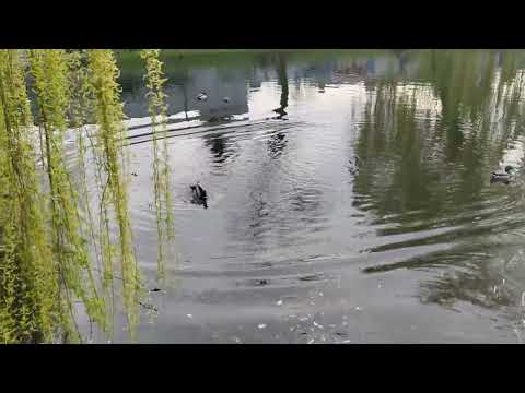 YouTube Preview Image