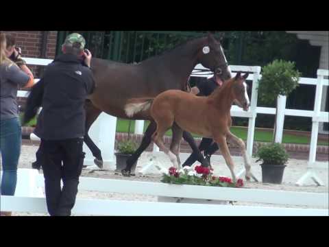 *2017 Stutfohlen von Fürst Wilhelm - Rubin Royal   SOLD!!!