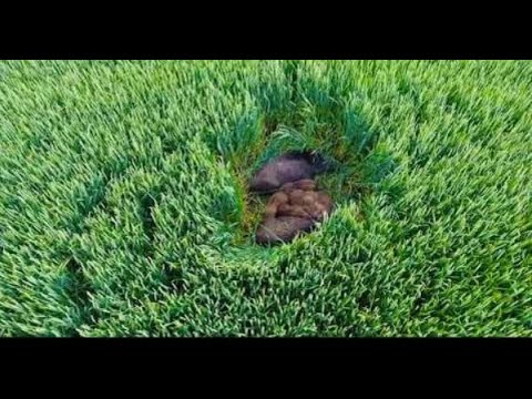 Abendansitz 2  auf Sauen bei Mond. Am Weizen in Schleswig Holstein