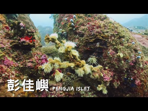 【北方三島潛水 彭佳嶼】初探彭佳嶼，驚見海龍、黃海參、指珊瑚、拉侖。SCUBA DIVING in Pengjia Islet in Taiwan.