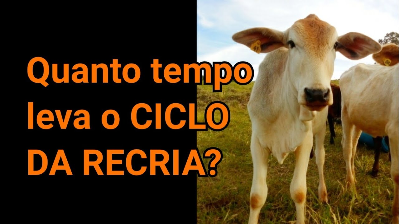 Quanto tempo leva o CICLO DA RECRIA?