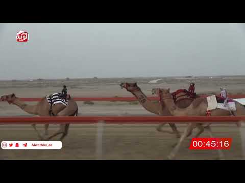  ش 7 (الحذره) لـ حمد بن جمعه الرميثي 2:15 ، شارة الصندوق 2026/07/19 فطامين السمحه