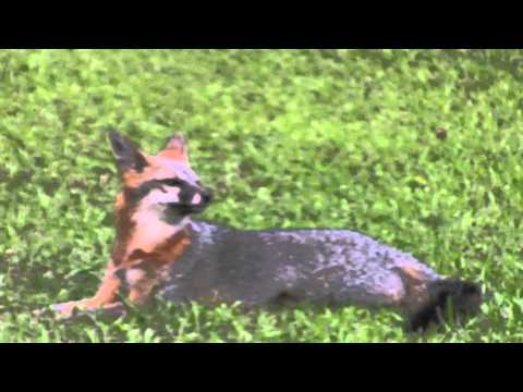 Florida Grey Fox Family, (original music by Synthpro)