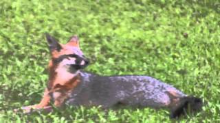 Florida Grey Fox Family, (original music by Synthpro)