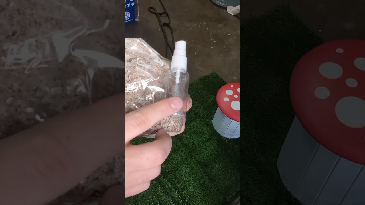 How to STOP mold from forming on your mushroom grow kit! #mold #contam #mushrooming