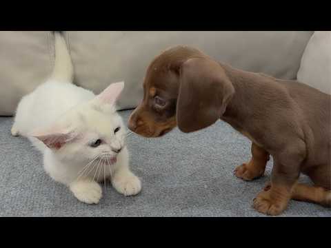 YouTube 썸네일