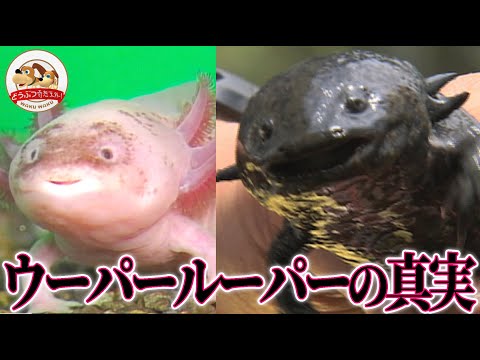 ウーパールートル