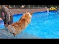 Corgi Pool Play Day SONY RX100M5 4K