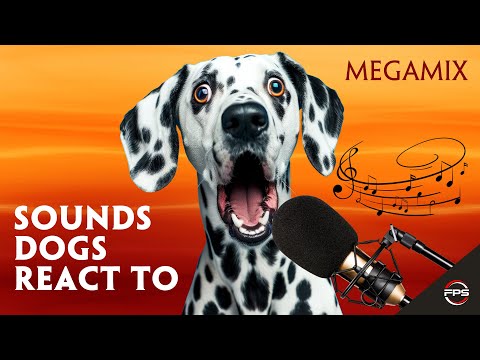Sounds That Dogs REACT To [ 🎵 Dog Sound Mix 🐶 ]