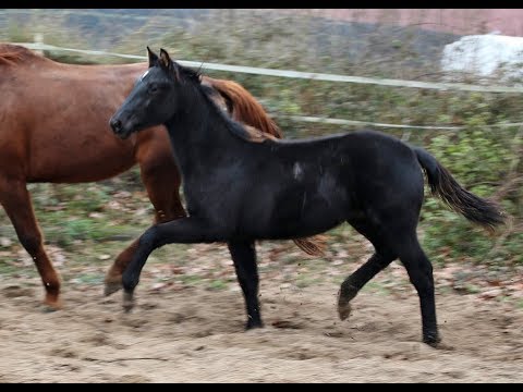 FOR CHRISTMAS - *2018 Hengst von Fürst Wilhelm - Don Henrico *SOLD*