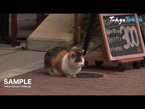 [Tokyo Footage] Yanesen | “谷根千”の下町情緒（Tokyo Japan）