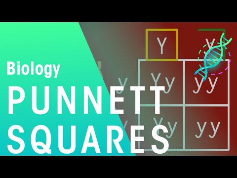 Punnett Squares | Genetics | Biology | FuseSchool