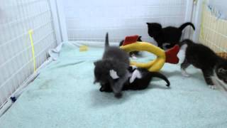 Springfield Kittens - Epic Playtime 12-18