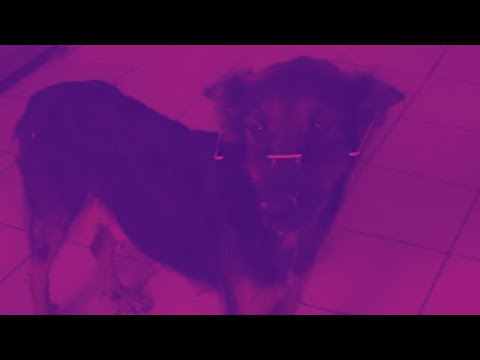 BIZARRAP & SHAKIRA - PERROS COMO TÚ (OFICIAL MUSIC VIDEO)