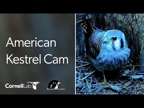 Bird Feeder Webcam in Ithaca live cam