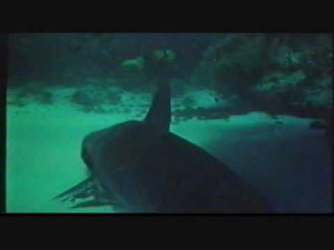 "The Shark Hunter" (1979) Australian Video Trailer