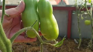 Томат Бананчик: отзывы, описание сорта, фото, видео, отзывы, характеристики