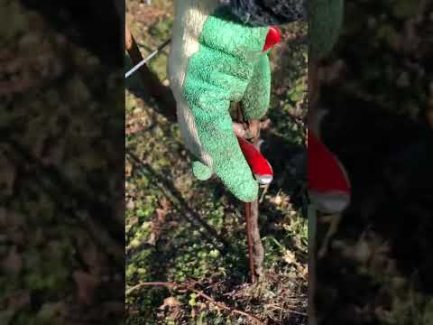 Ein Jahr in den Reben mit Margherita & Heinz -Teil 1: Der Rebschnitt