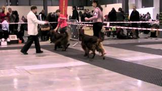 CAC Będzin - irish red setters