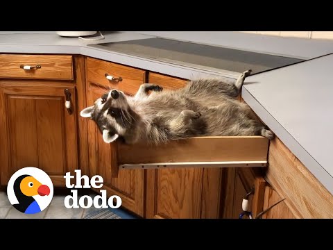 Rescue Raccoon Is The Favorite Child | The Dodo