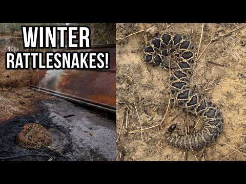 First Diamondbacks of 2026! Finding Rattlesnakes in South Georgia