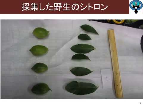 学校教育課程 [農学部生物科学コース]模擬講義「園芸作物の品種の改良方法」