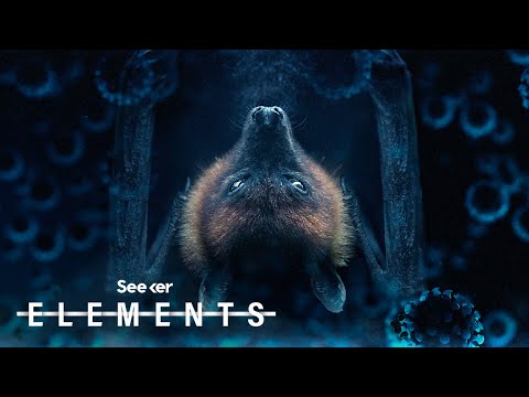 Did This New Coronavirus Come From Bats? Here’s What We Know