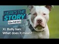 What does next year's XL Bully Ban actually mean? | ITV News