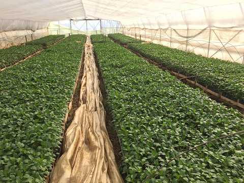 Sezona 2026 e mbjelljes se fidaneve ,kenge rapsodike