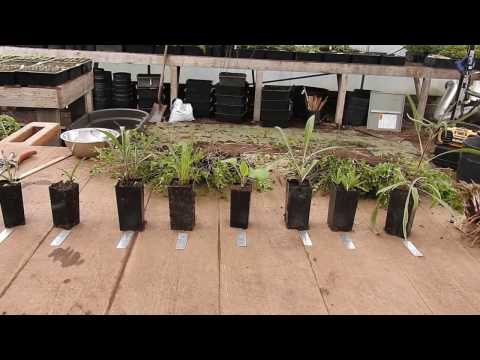 Echinacea (Coneflower) Species Comparisons