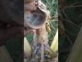 Coconut Toddy Tapping Interesting Drink 928 Trending Shorts