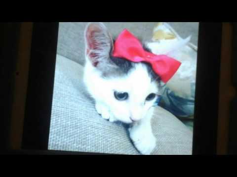 Soraya cat when she was little