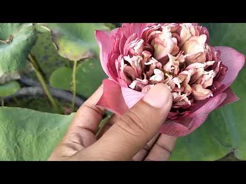 Dilsa/ excellent bloomer