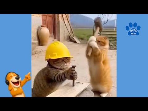 Funny Animals - Animals Dubbed by Binho and Mel #26