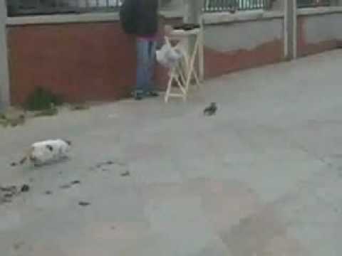 Cat Showing Disappointment After Missing Her Hunt!