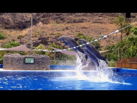 Video Collection: Amazing Animal Tricks