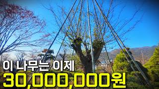 평범한 나무가 3000만원이 되는 과정 공개